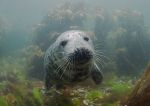 Seal pup