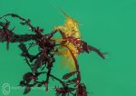 Amphipod & weed 2