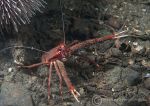 Long-clawed squat lobster