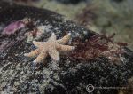 Seven-armed starfish - juvenile