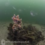 Salt Lake - fanworms & moon jellies