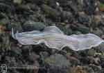 Candy-striped flatworm 4