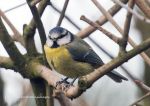 Blue tit