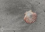Scallop Shell