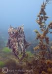 cuttlefish - Babbacombe
