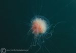 Lion's Mane jellyfish