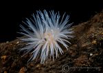 Sea loch anemone