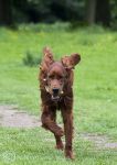 Finbar - May 2011