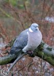 wood pigeon