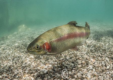 Brown/Brook trout