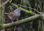 Dunnock