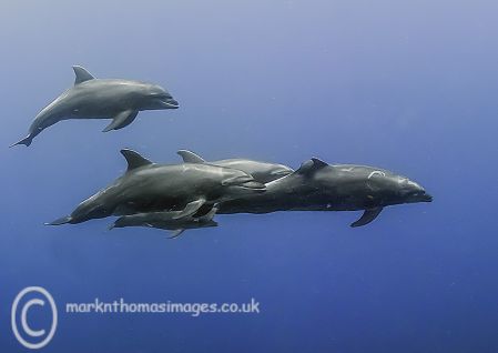 Bottlenose Dolphins