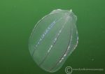 Comb jelly