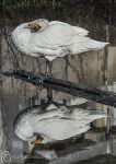 Swan preening