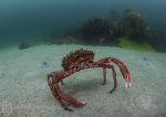 Anchor Bay - spider crab