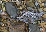 Frozen seaweed - loch Long