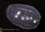 Comb jelly