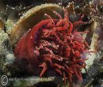 Beadlet anemone