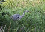 Grey Heron - hunting