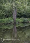 Tree reflection