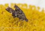 Nettle-tap Moth