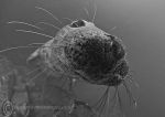 Grey seal pup - Farnes