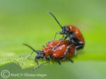lily beetles