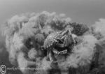 Spider crab & plumose anemones b&w