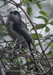 Long-tailed tit