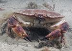 Edible crab