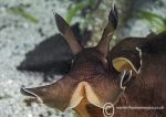 Sea Hare