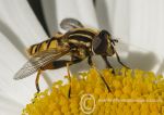 Hover Fly - Helophilus pendulus