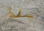 Long-legged spider crab