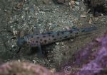 Leopard spotted goby