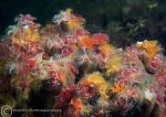 Organ Pipe Fanworms