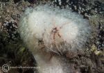 Brittlestar on dead man's finger