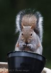 Grey Squirrel