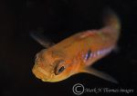 two-spot goby