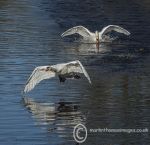 Swan Action 6