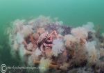 Spider crab & plumose anemones 