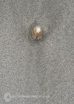 Limpet Shell