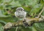 Long-tailed tit