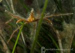 Long-legged Spider Crab - orange