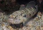 Black goby