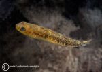 Two-spot Goby