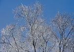 Frozen tree