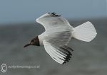 Black-Headed Gull