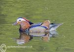 Mandarin Duck