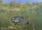 rainbow trout