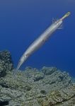 Trumpetfish